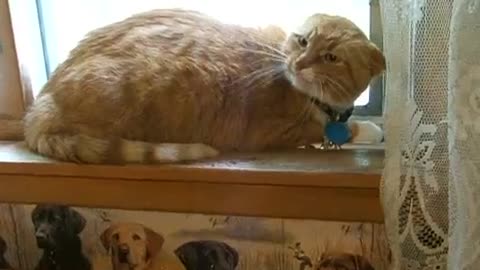 Orange Tabby Cat Mad when kitten moves in house