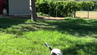 Jack Russell first pool day