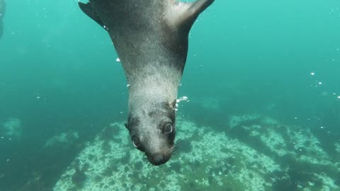 Close-Up View of Sea Lion Swimming Underwater