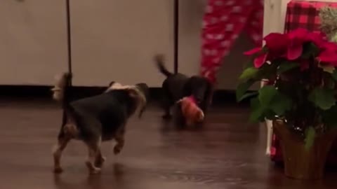 These two dogs, who had grown up together, were playing with their slippers