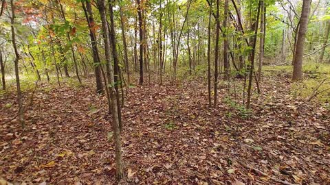 Autumn Walk in The Woods