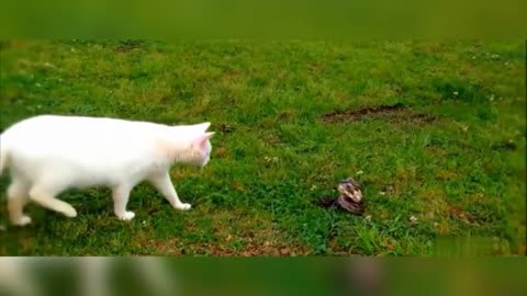 cat vs snake 1