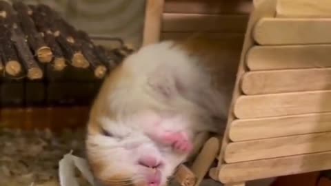 Sleepy Hamster 🐹