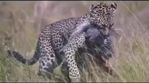 Leopard attack