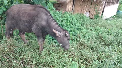 CARABAO IN THE CHECKPOINT