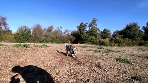 Siberian Husky Reacts To Electric Training Collar | Will It Stop Digging??