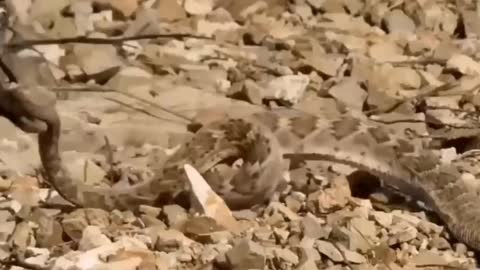 The moment of death, the most powerful bird, the worst rattlesnake!