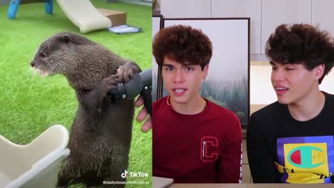 The most cutest animals on Tik Tok