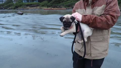 Man in brown coat holds pug trying to swim in air