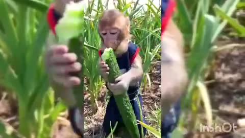 MONKEY EATING FRUITS!