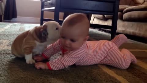 Cute Babies Love Funny Dogs Compilation series