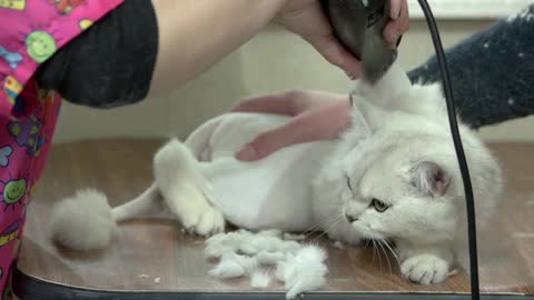 British shorthair grooming. Cat getting a haircut, trimmer