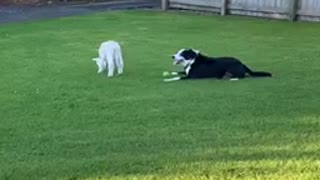 Dog and lamb playtime is the sweetest of animal friendships