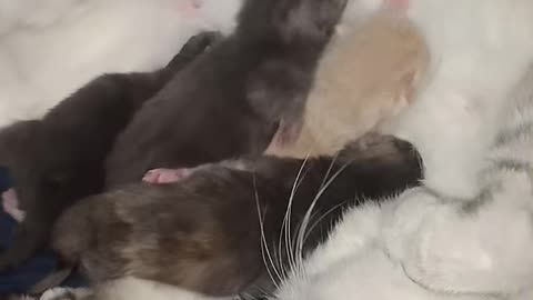 Kittens and mother cat