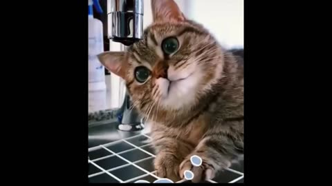 Watch and laugh(funny animal clip videos)