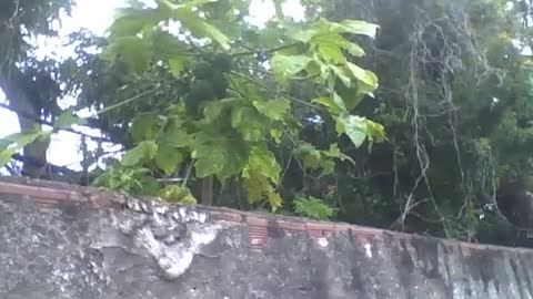 Papaya tree is filmed in a vacant lot during the rain, the fruits are green [Nature & Animals]