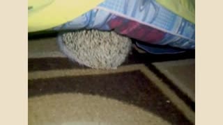 Hedgehog trying to get under the blanket for some sleep