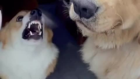 Funny dog video