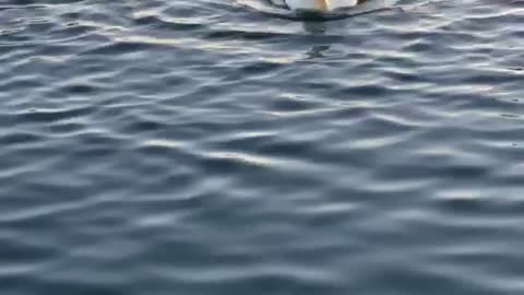 Duck Quacks Up Laughing