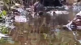 River Flowing In The Autumn Relaxing Beautiful