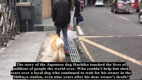 Dog waits at China subway station every day for owner to come home from work