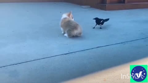 Dog and bird Fun• Best video 2021•vines best fun