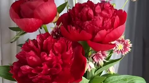 How the flowers open quickly quickly