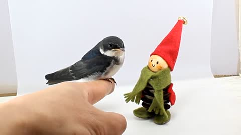 The video of the bird caressing the doll thinking it is a bird