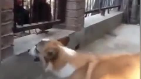 Dog Vs. Brave Chicken Fighting. Who Wins?