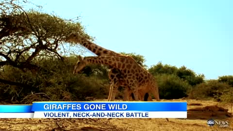 Viral Video: 'Most Violent Giraffe Fight Ever | Good Morning America | ABC News