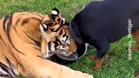 sharing water with Dog😳🐯🐕