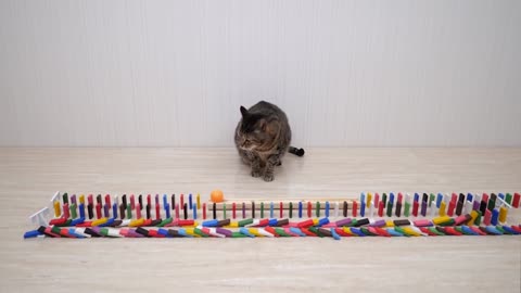 Cats and Ping Pong Trick Shots