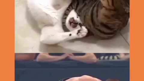 Cats WWE fighting