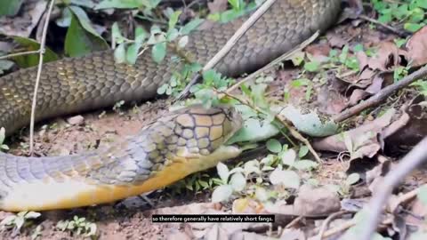 See who will win a fights between king cobra and komodo dragon