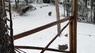 Red Fox Stops by For a Snack