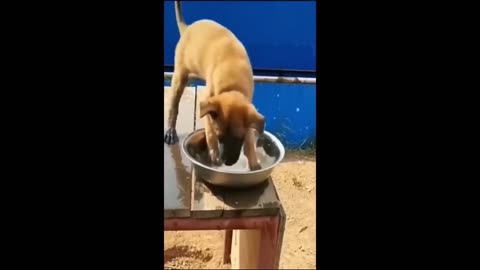 funny animal video