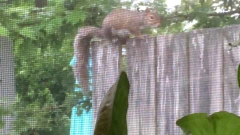 Greeting my "Window Squirrel"