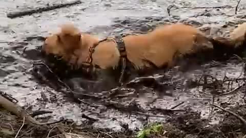 Dog Destroys Owner’s Pool And 🤣🤣🤣Floods Entire Backyard.