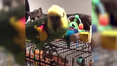 Facety parrots