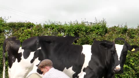 WEIRD Cow Being Milked Effect