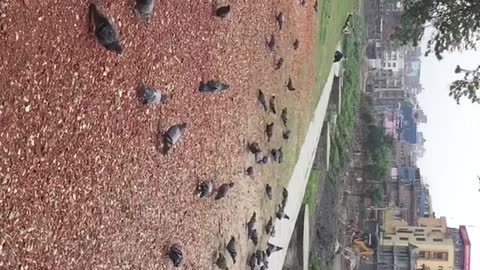 Feeding to the pigeons in the unknown place