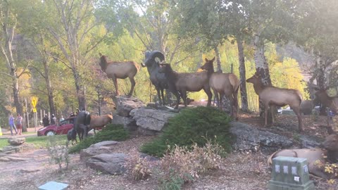 Elk Crosses Busy Intersection to Protect His Harem