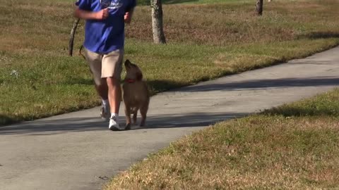 GOLDEN RETRIEVER PUPPY TRAINING!