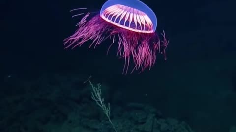 Ocean jelly fish