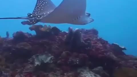 Beautiful Eagle Ray