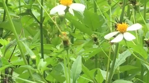 cảnh đẹp thiên nhiên và chú ong vàng - natural beauty and golden bee