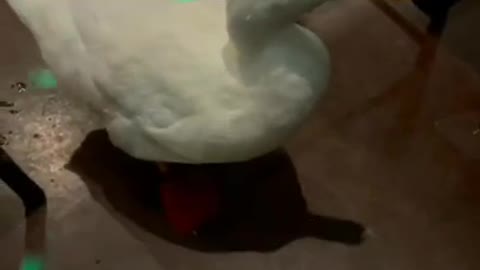 Duck Dancing (viral tiktok)