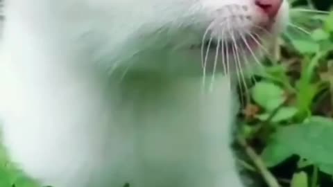 Cute cat meowing