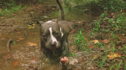 dog bathing!