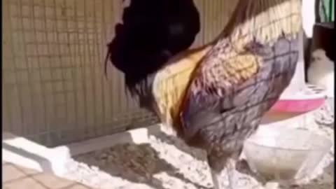 When a rooster gets stuck